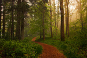 framedposter-print-the-red-path-x
