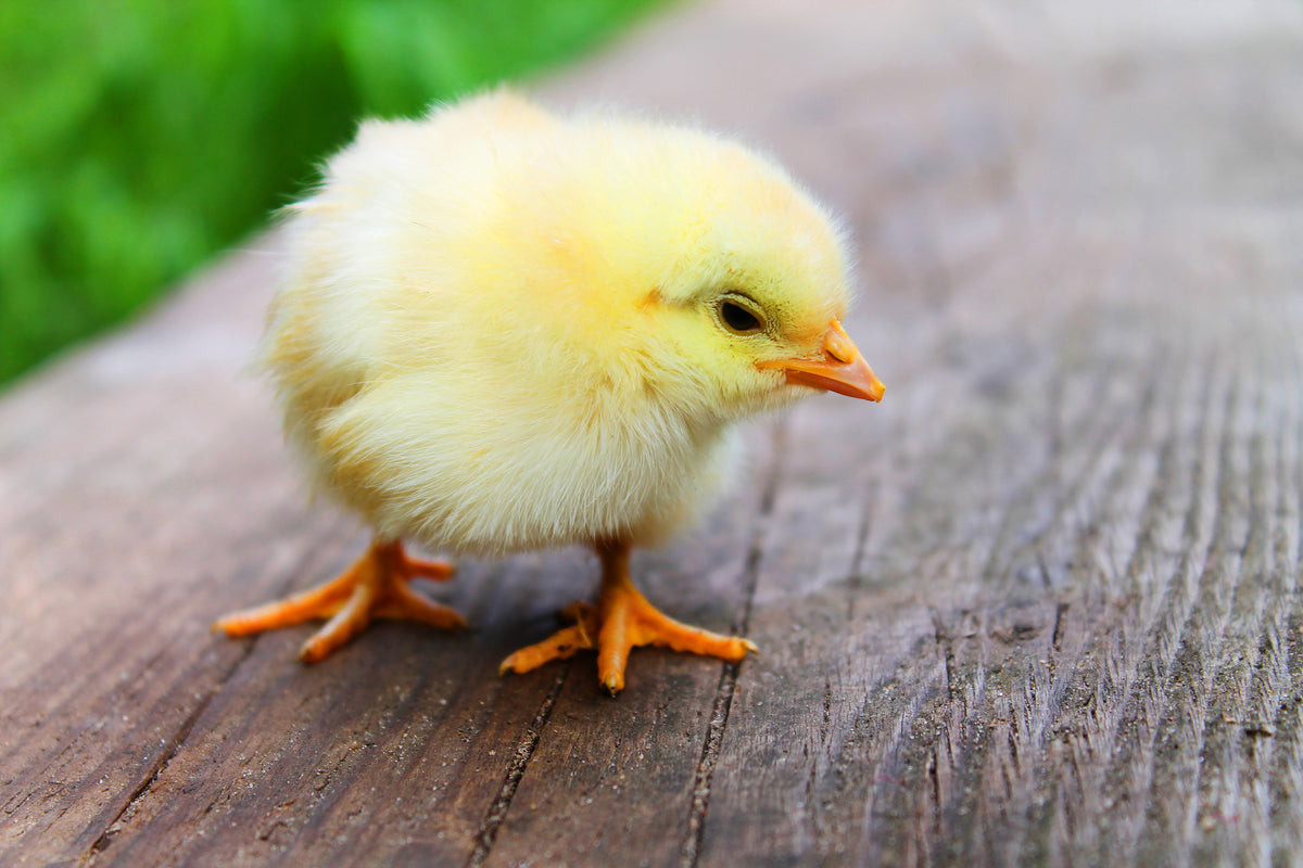 acrylic-print-the-chick