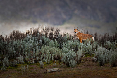 poster-print-ethiopian-wolf-x