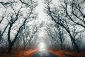 aluminium-print-mysterious-mood-in-the-forest