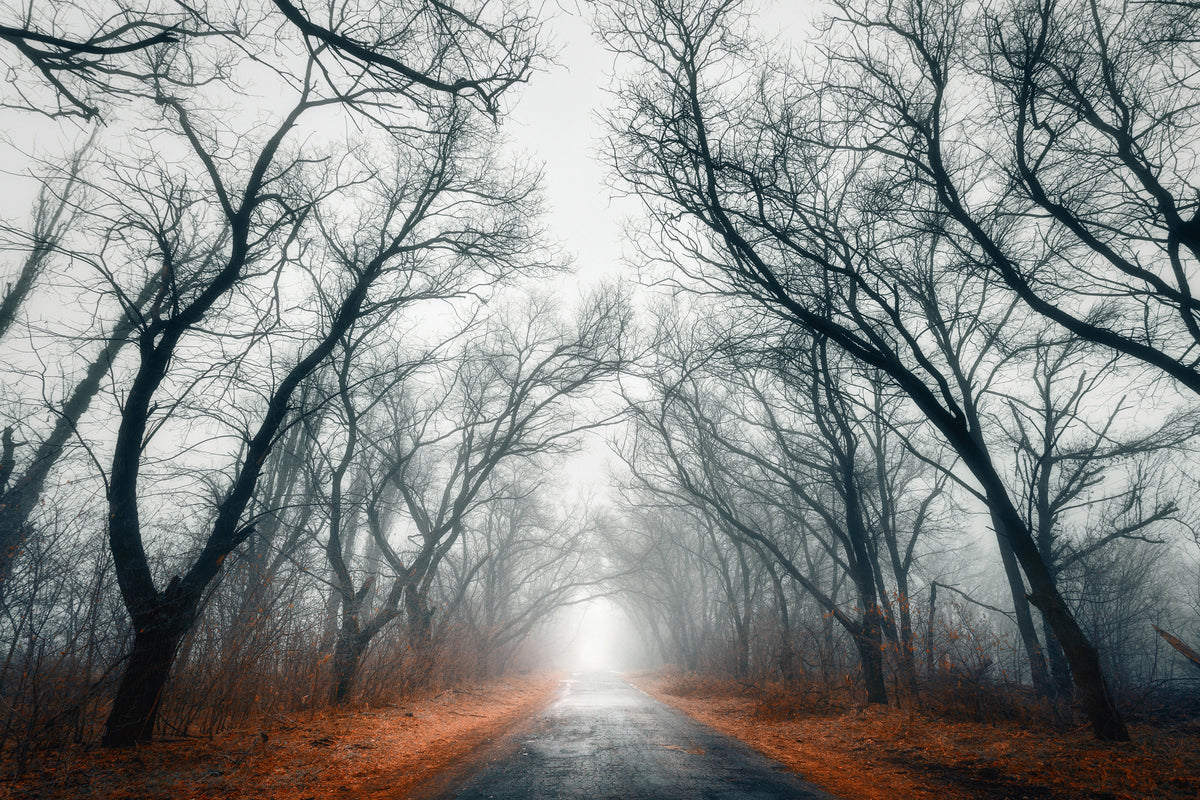aluminium-print-mysterious-mood-in-the-forest
