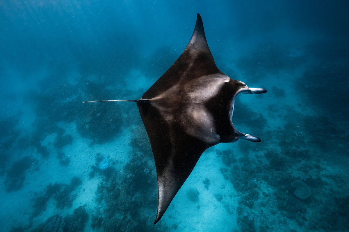 modern-3-piece-canvas-print-manta-fly