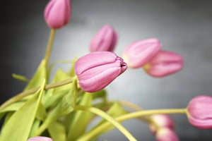 canvas-print-the-tulip-bouquet-in-pink