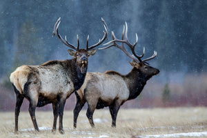 framedposter-print-first-snow-xvd