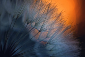 modern-3-piece-acrylic-print-feathers-p