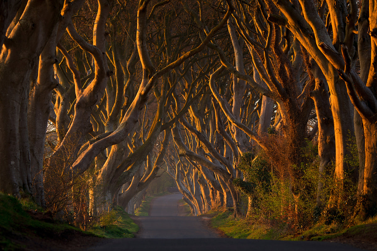 framedposter-print-the-dark-hedges-in-the-morning-sunshine-x