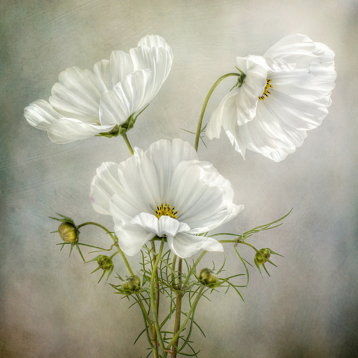 4-piece-canvas-print-cosmos-charm