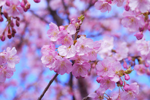 modern-3-piece-canvas-print-gorgeous-cherry-blossom