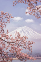 poster-print-mtfuji-in-the-cherry-blossoms-x