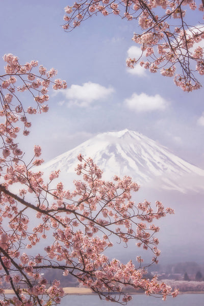 poster-print-mtfuji-in-the-cherry-blossoms-x