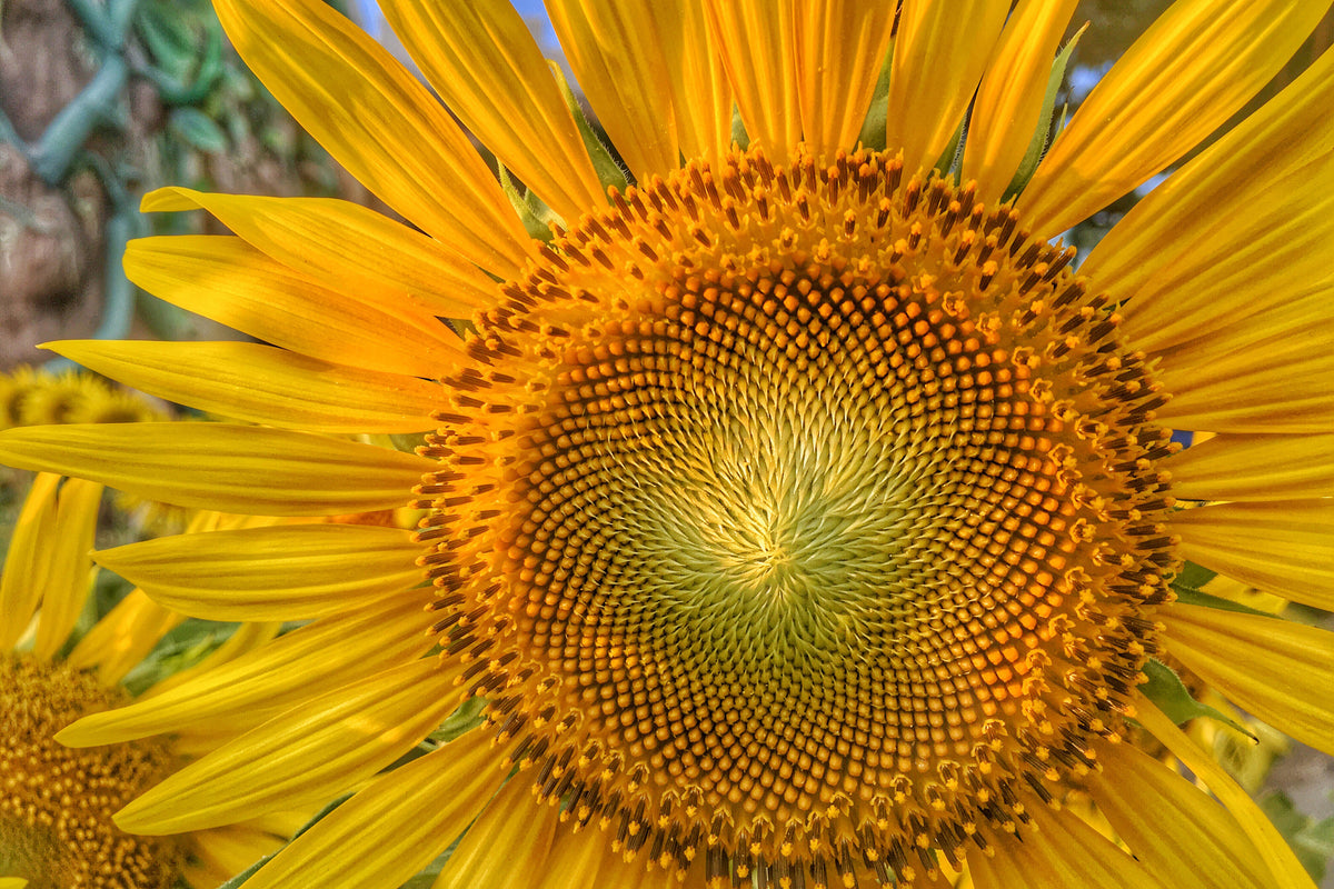 framedposter-print-inflorescence-of-a-sunflower