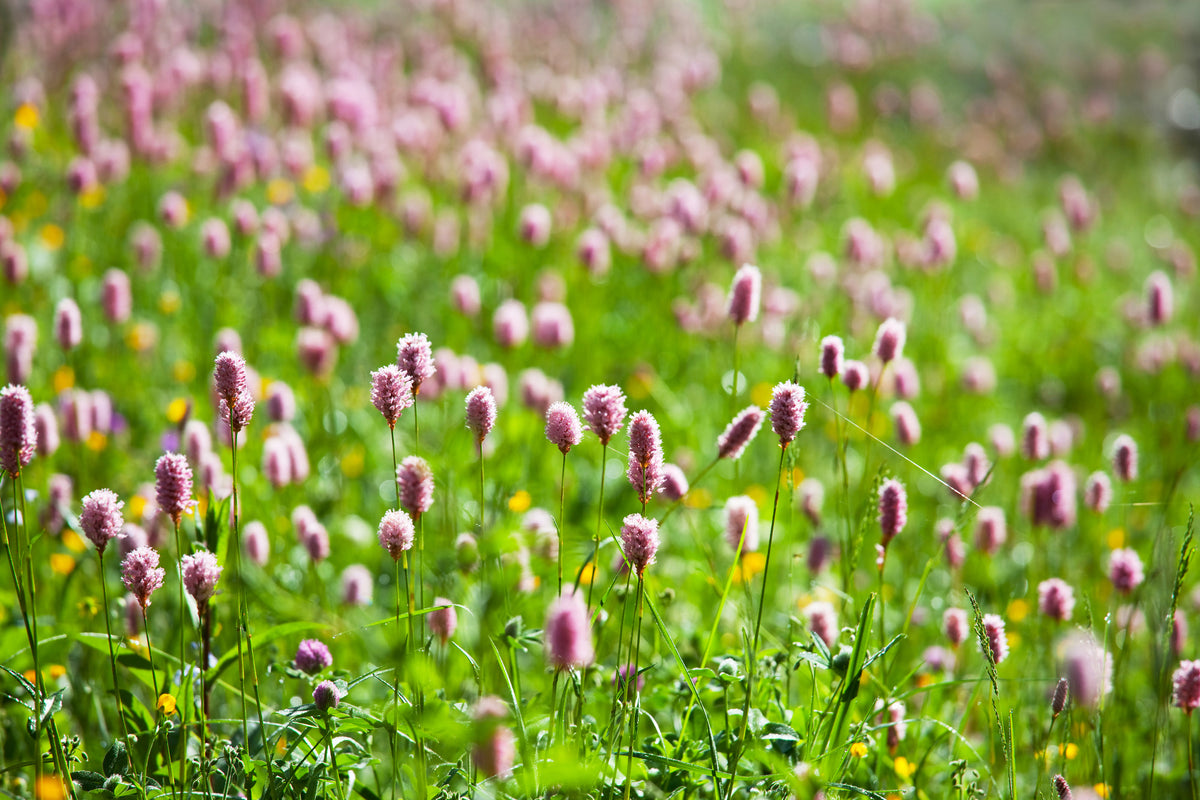 3-piece-canvas-print-clover