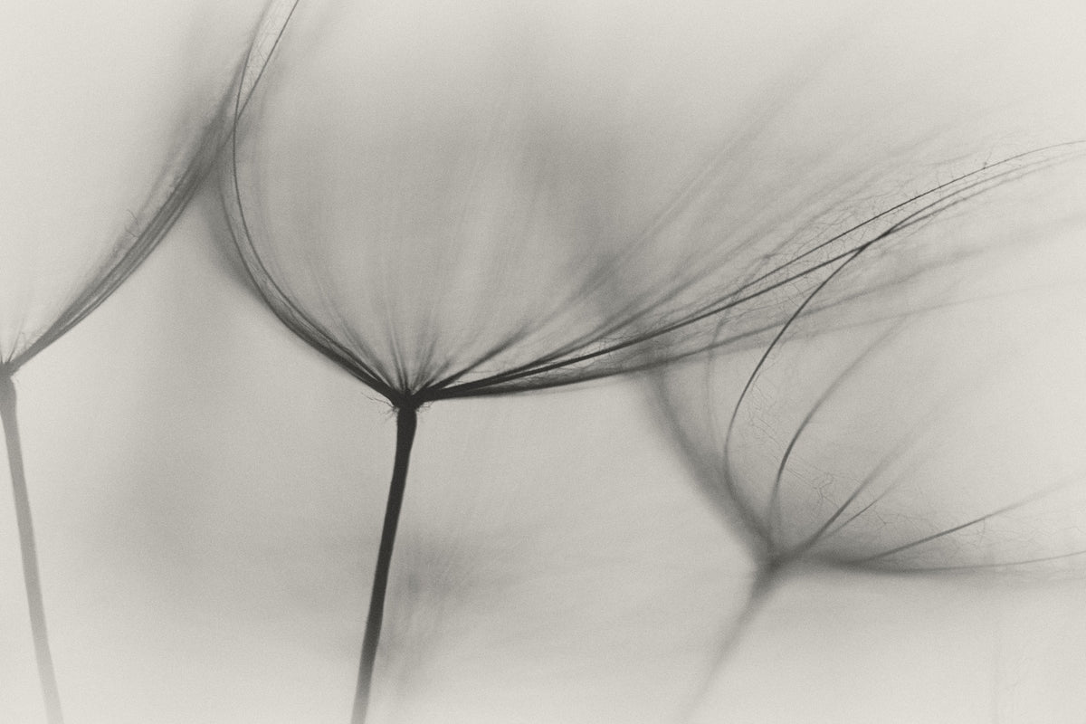 framedcanvas-print-tragopogon