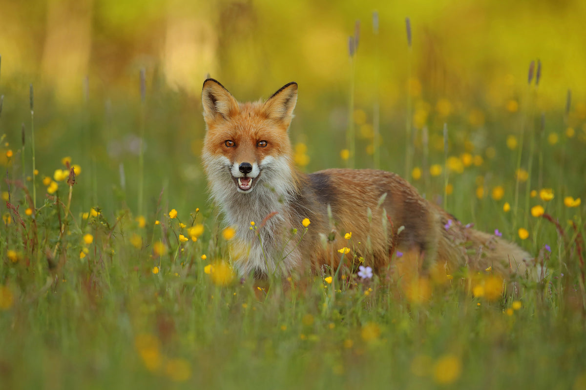 canvas-print-red-fox-xkh