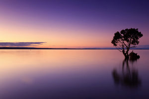canvas-print-sunset-on-the-tree-in-the-water