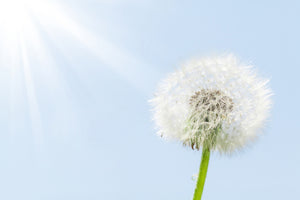 framedposter-print-dandelion-in-sunbeam