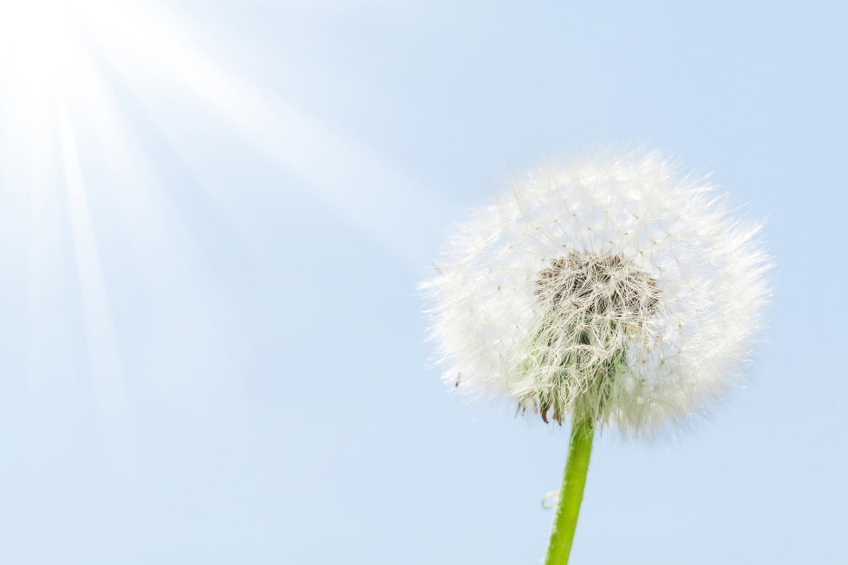 framedposter-print-dandelion-in-sunbeam