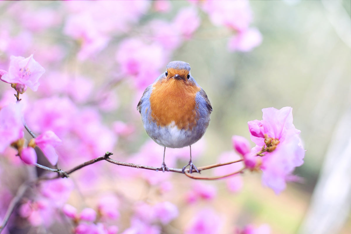 3-piece-acrylic-print-spring-bird