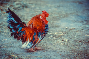 aluminium-print-proud-cock