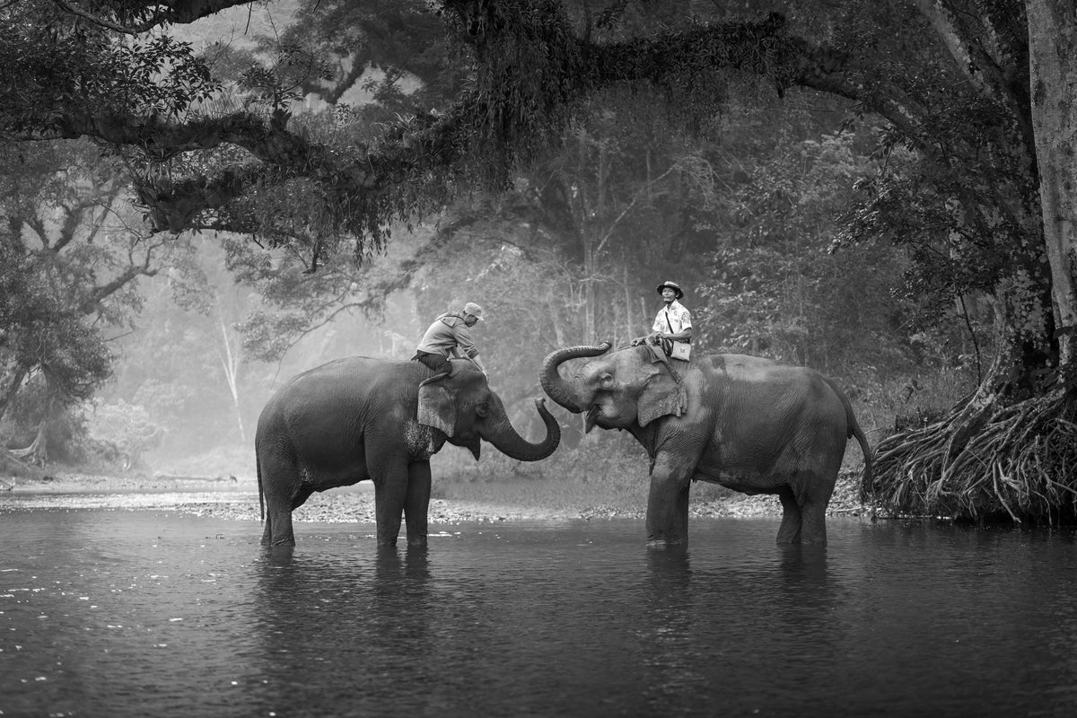 3-piece-aluminium-print-two-elephants