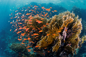 framedposter-print-reefscape-x