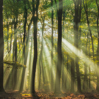 9-piece-aluminium-print-sunny-start-to-the-day
