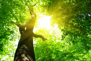 canvas-print-tree