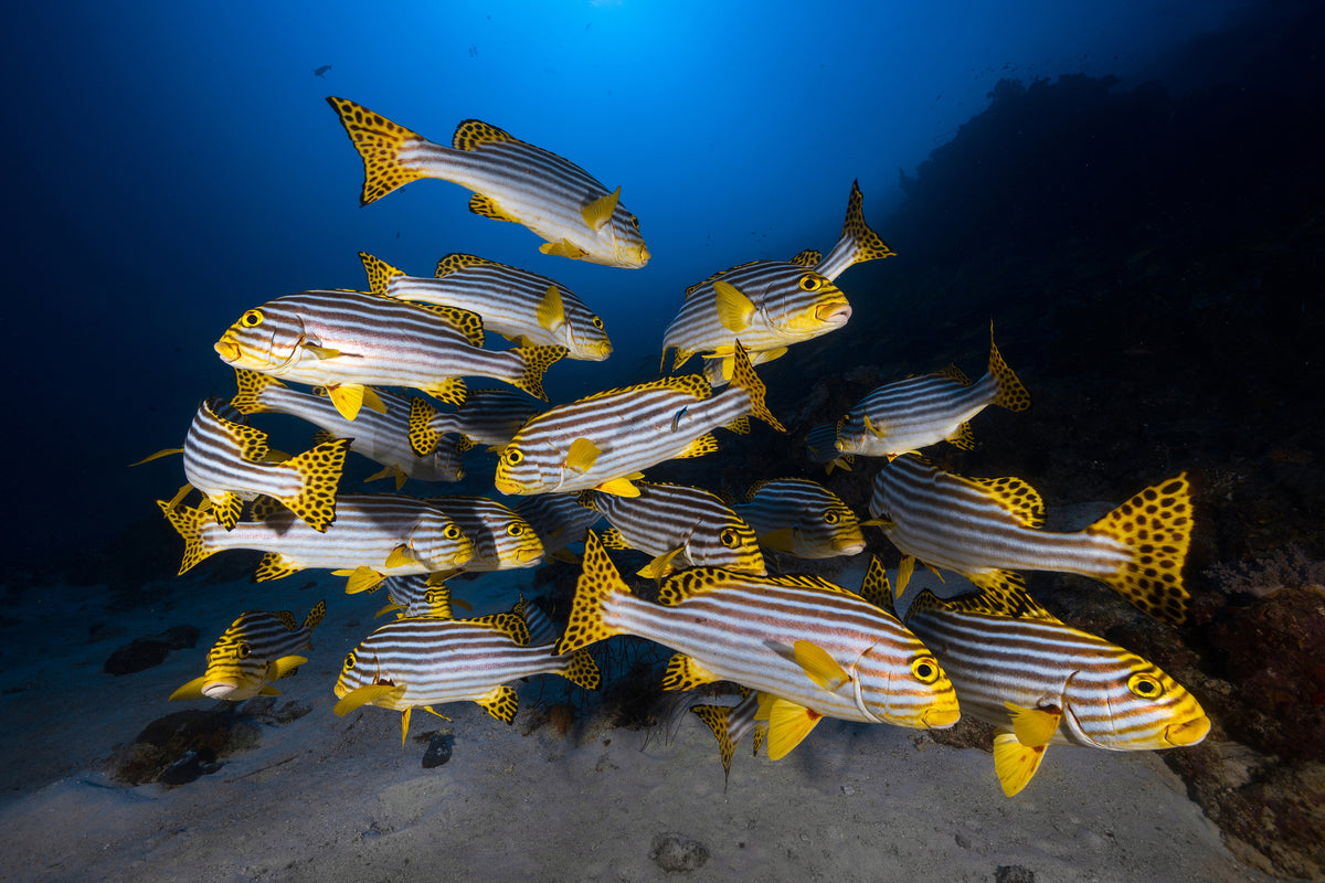 framedposter-print-fish-in-the-dance-of-the-waves