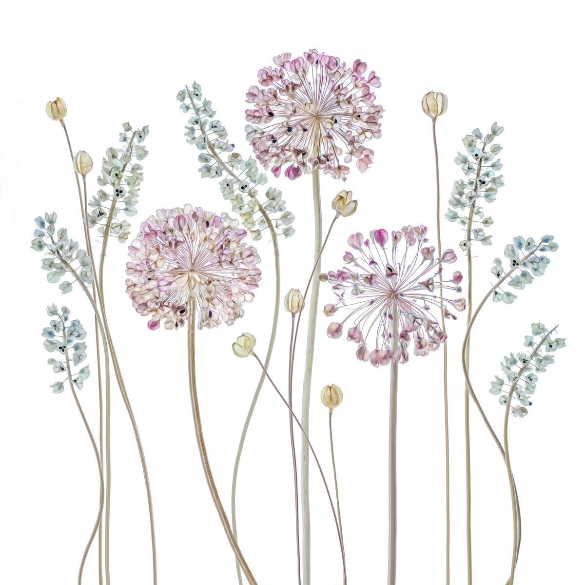 poster-print-allium-a