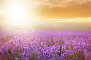 3-piece-acrylic-print-sunset-in-lavender-field