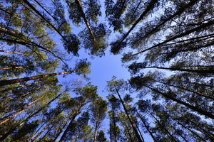 3-piece-canvas-print-under-high-treetops