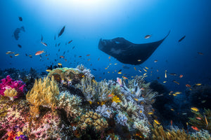 poster-print-manta-reef-on-the-reef-x