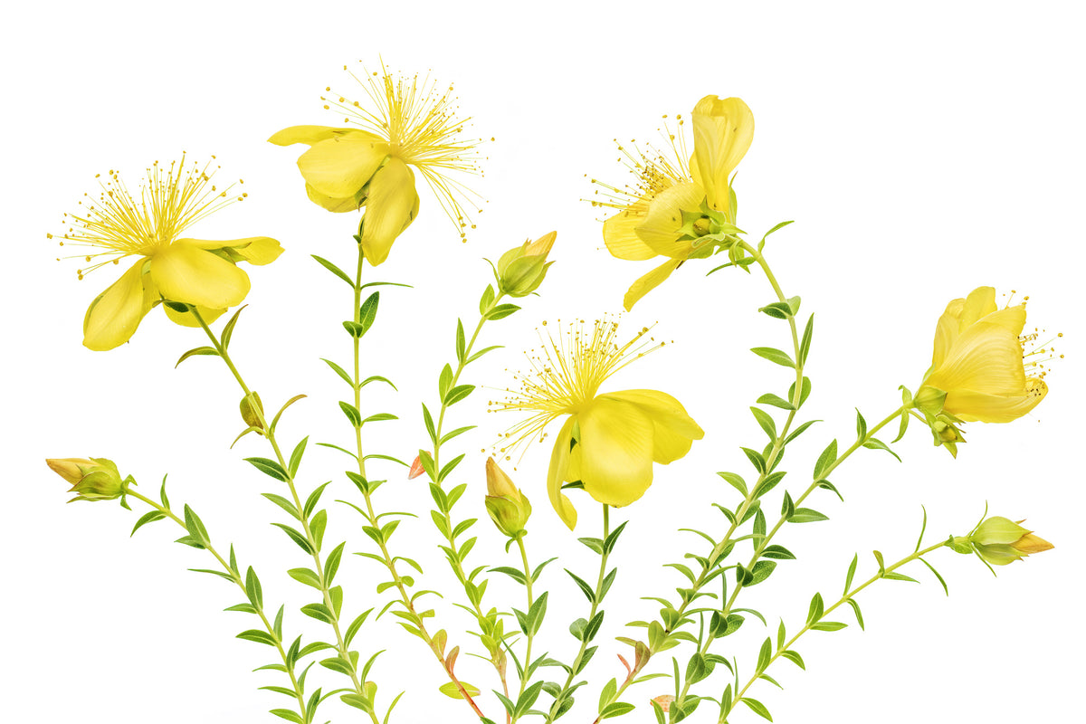 framedcanvas-print-hypericum-x