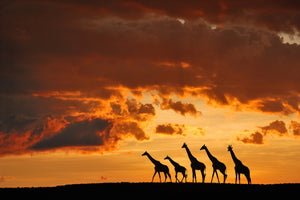 acrylic-print-five-giraffes-x