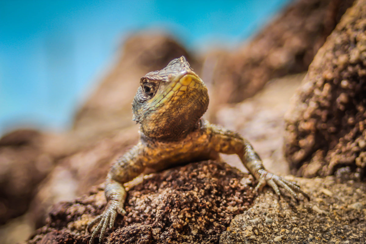 acrylic-print-little-alligator