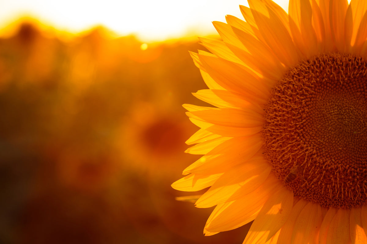 canvas-print-macro-sunflower