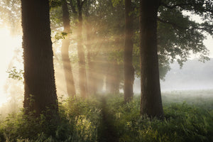 framedposter-print-first-day-of-summer