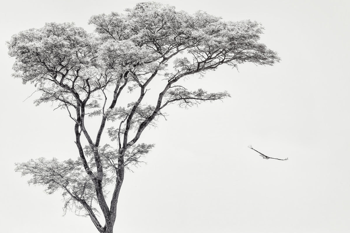 aluminium-print-the-african-eagle