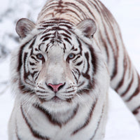 9-piece-canvas-print-the-king-tiger