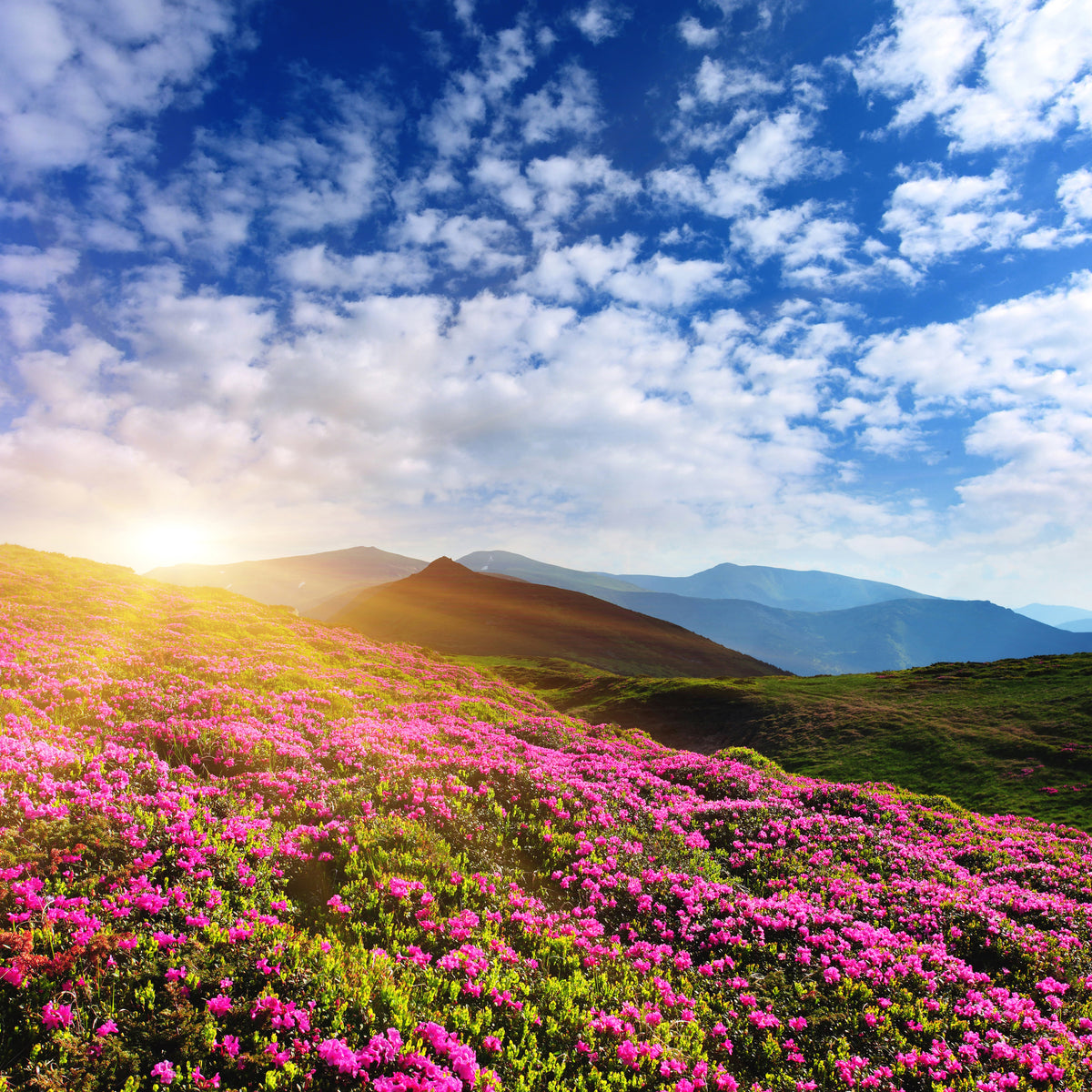 9-piece-canvas-print-flowery-mountain-landscape