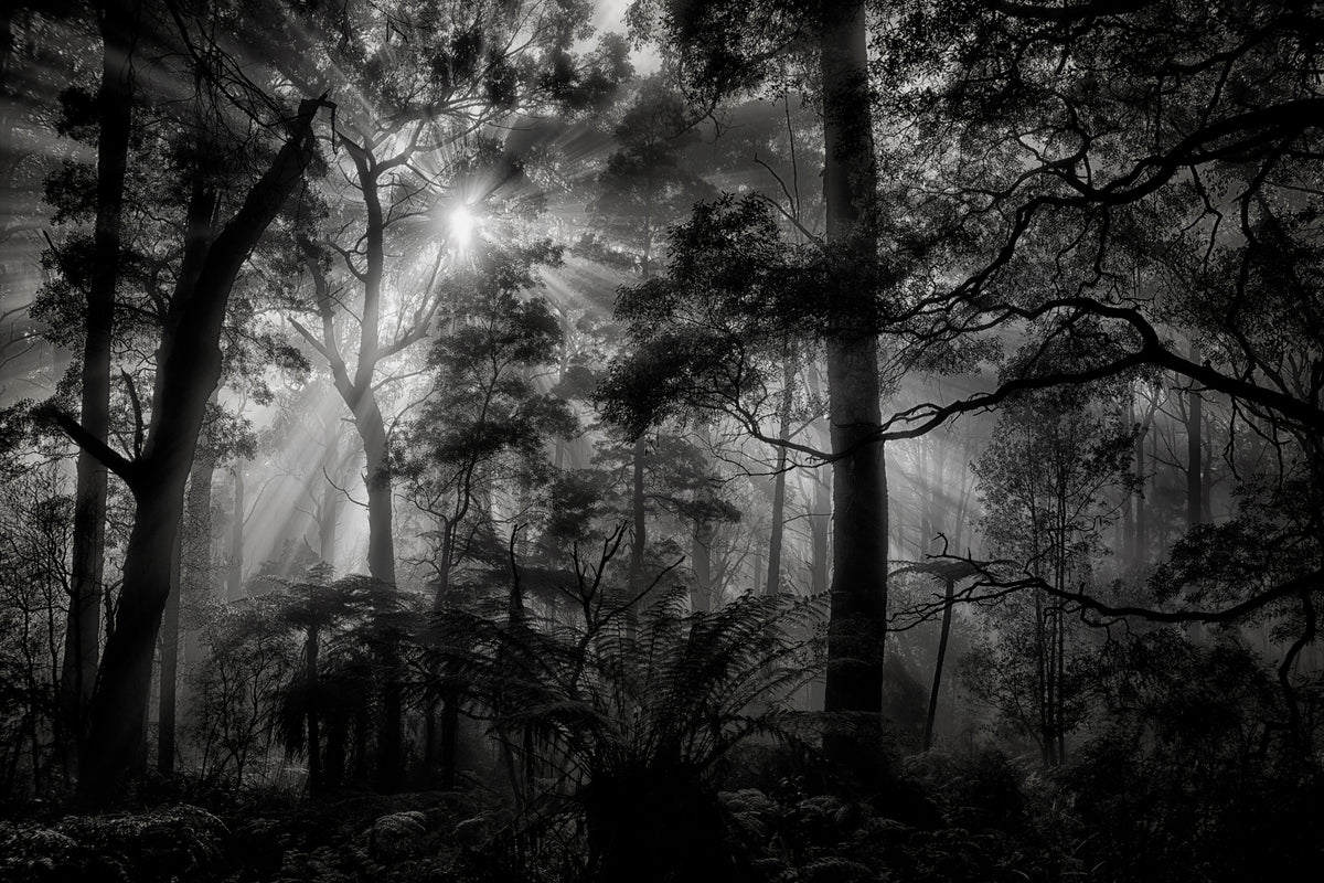 modern-3-piece-acrylic-print-primary-forest