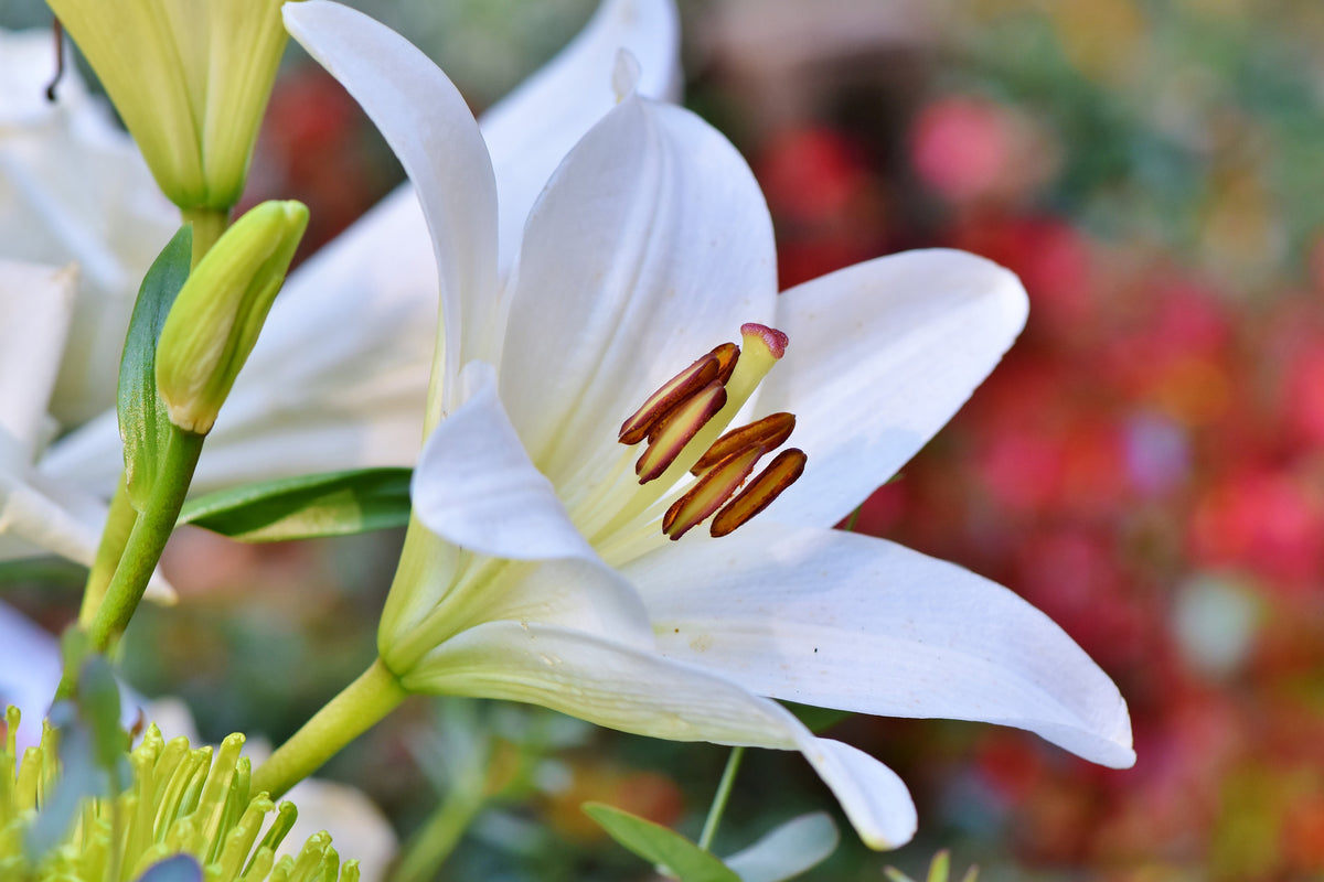 3-piece-canvas-print-magnificent-lily-in-white