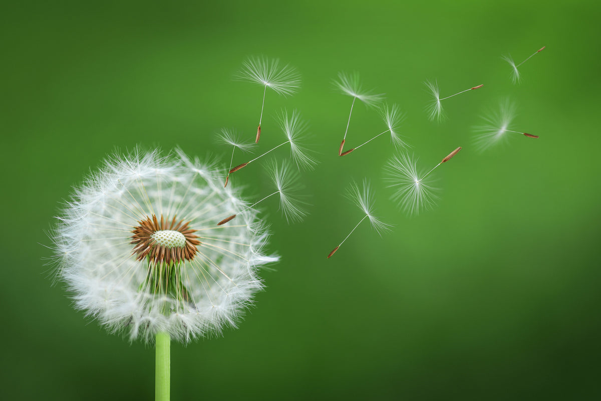 acrylic-print-dandelion-blowing-x