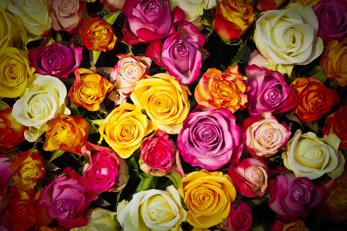 modern-3-piece-aluminium-print-many-colorful-rose-petals