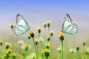 3-piece-canvas-print-2-butterflies