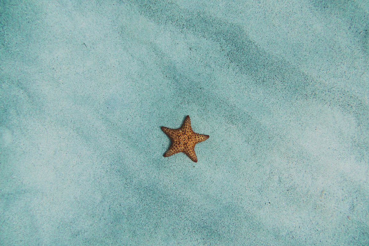 acrylic-print-the-little-starfish