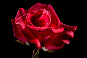 aluminium-print-the-flower-of-love
