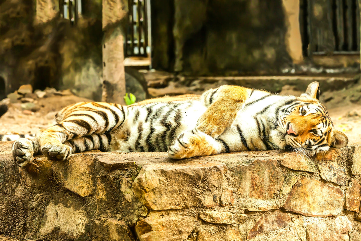 framedcanvas-print-the-siberian-tiger