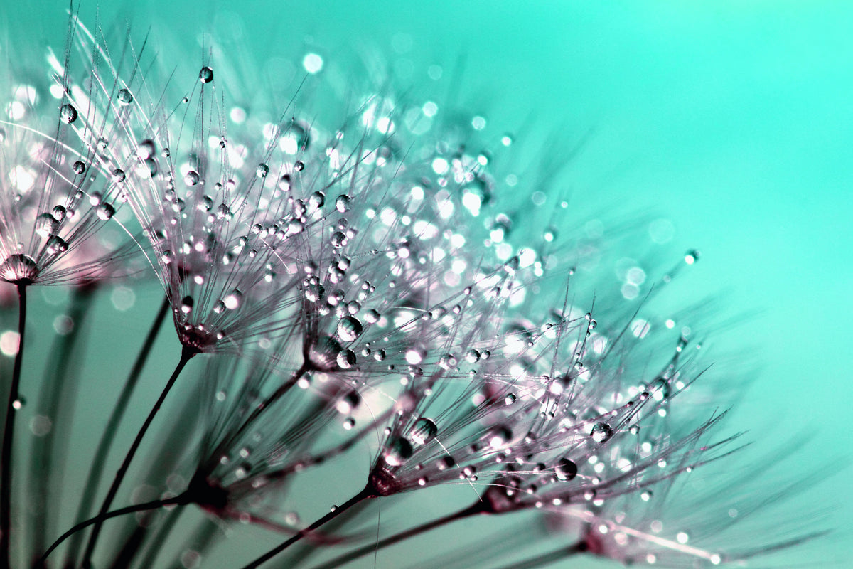 modern-3-piece-acrylic-print-macro-dandelion-p