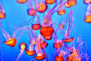 canvas-print-colorful-jellyfish